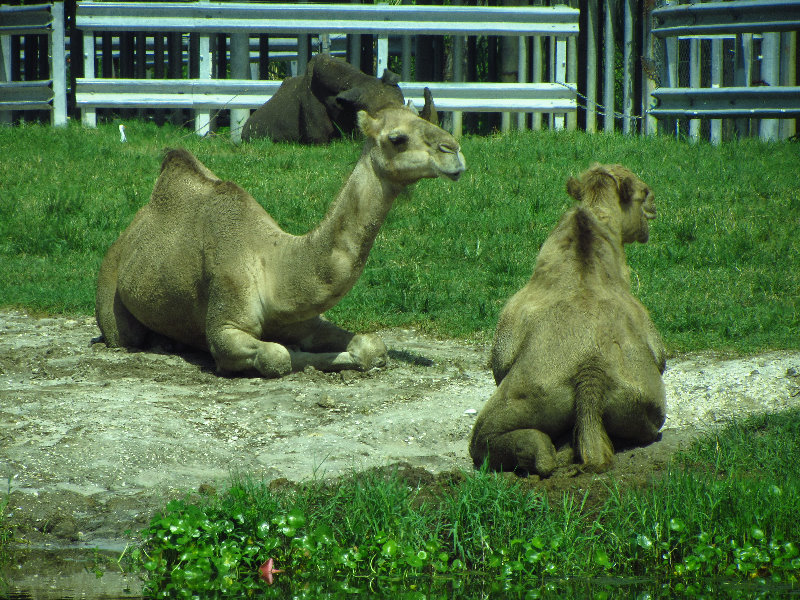 Lion-Country-Safari-Palm-Beach-County-FL-034