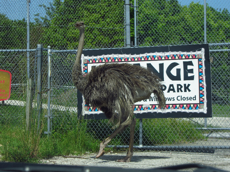 Lion-Country-Safari-Palm-Beach-County-FL-037