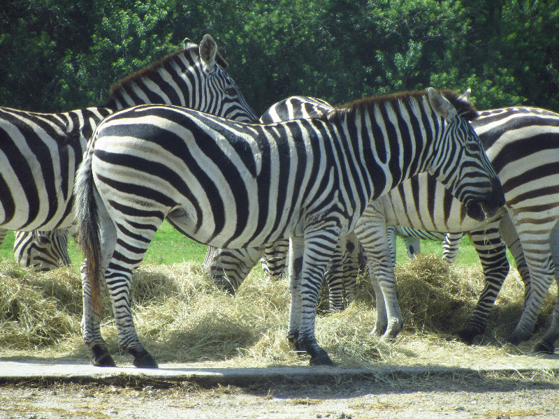 Lion-Country-Safari-Palm-Beach-County-FL-040