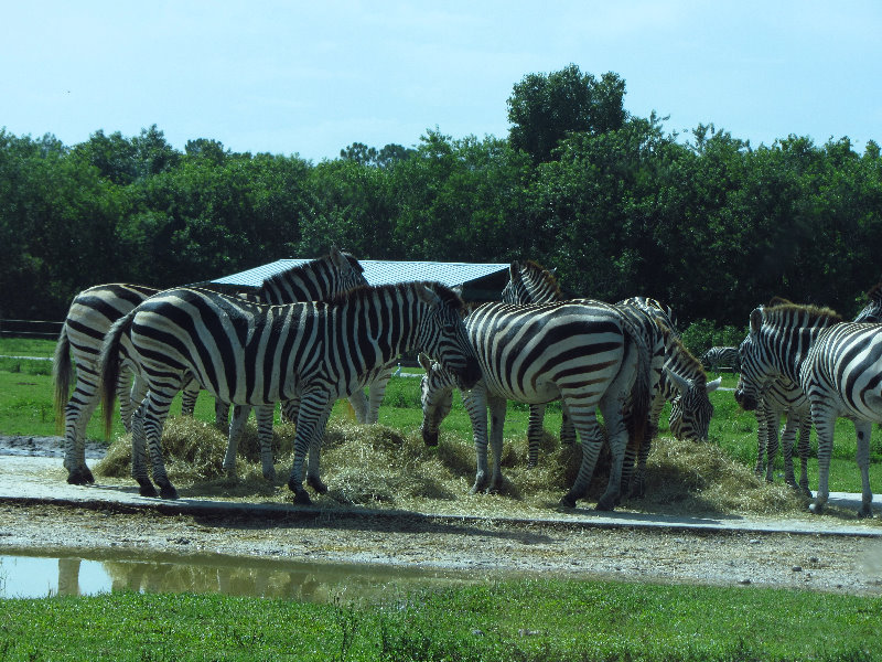 Lion-Country-Safari-Palm-Beach-County-FL-041