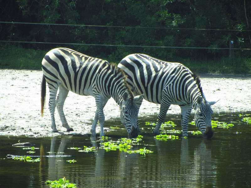 Lion-Country-Safari-Palm-Beach-County-FL-046