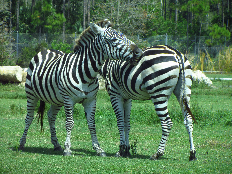 Lion-Country-Safari-Palm-Beach-County-FL-050