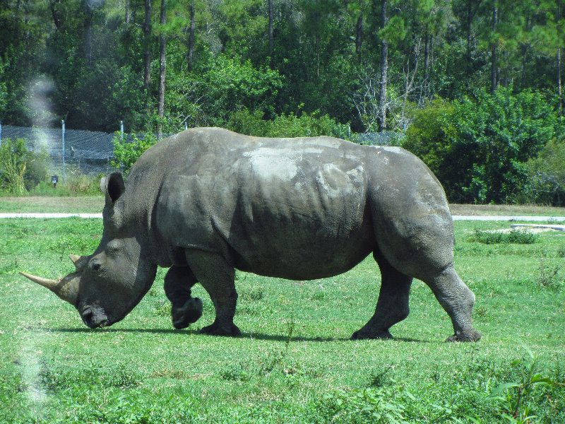 Lion-Country-Safari-Palm-Beach-County-FL-051