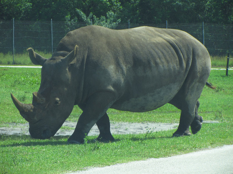 Lion-Country-Safari-Palm-Beach-County-FL-053