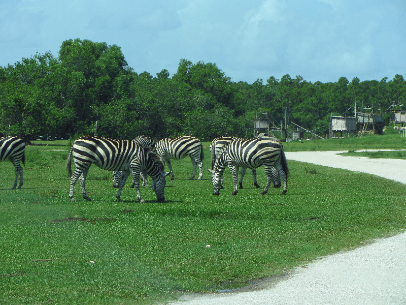 Lion-Country-Safari-Palm-Beach-County-FL-056