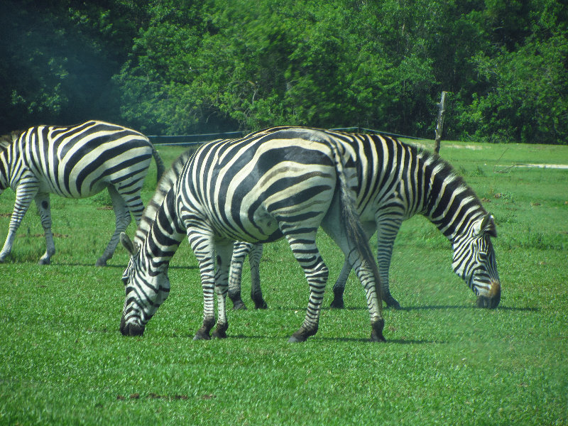 Lion-Country-Safari-Palm-Beach-County-FL-057