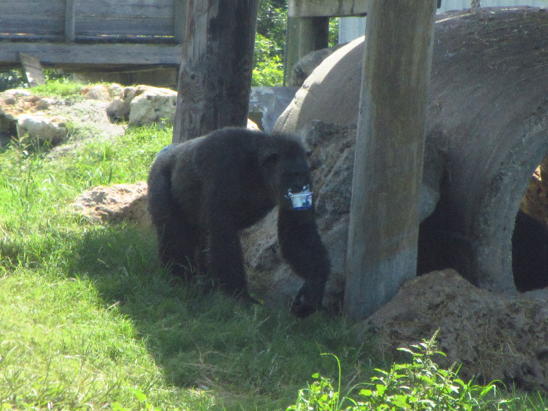 Lion-Country-Safari-Palm-Beach-County-FL-061