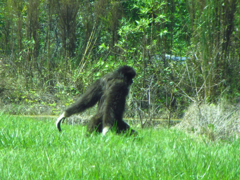 Lion-Country-Safari-Palm-Beach-County-FL-066