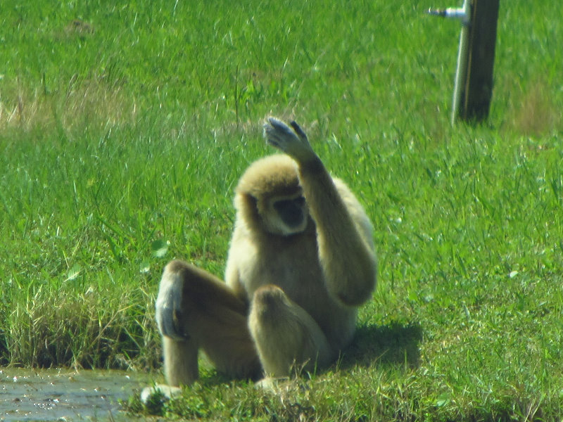 Lion-Country-Safari-Palm-Beach-County-FL-069