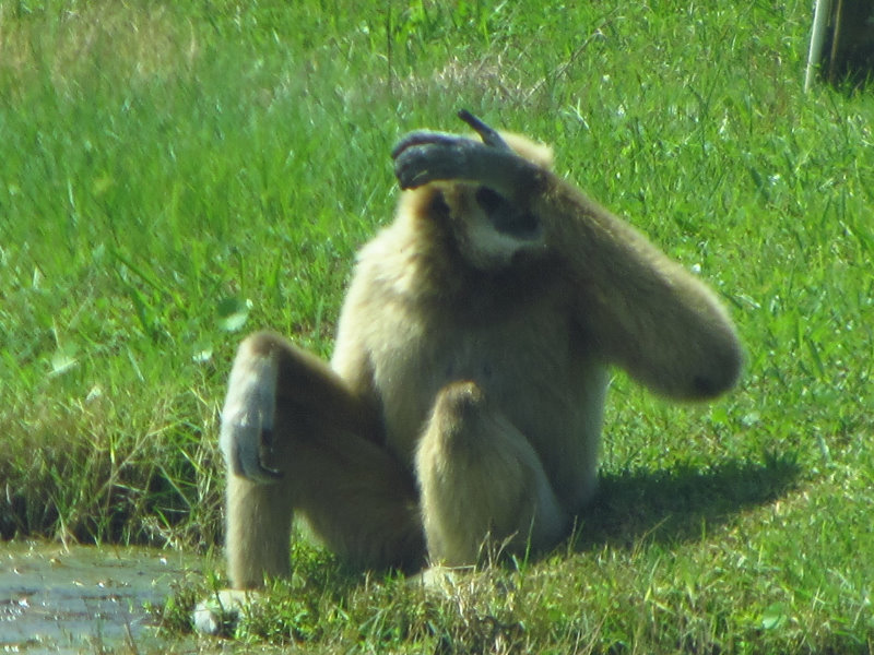 Lion-Country-Safari-Palm-Beach-County-FL-071