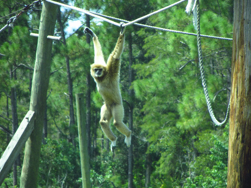 Lion-Country-Safari-Palm-Beach-County-FL-073