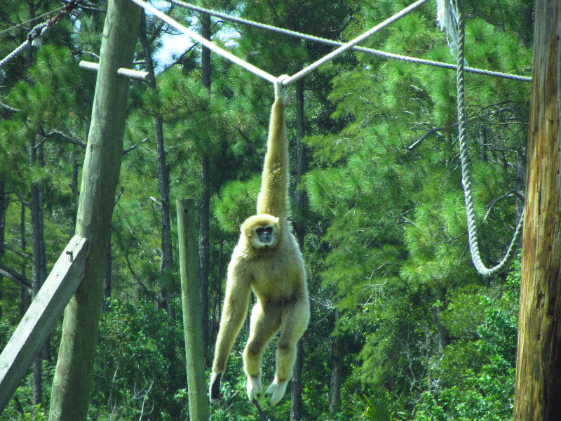 Lion-Country-Safari-Palm-Beach-County-FL-074