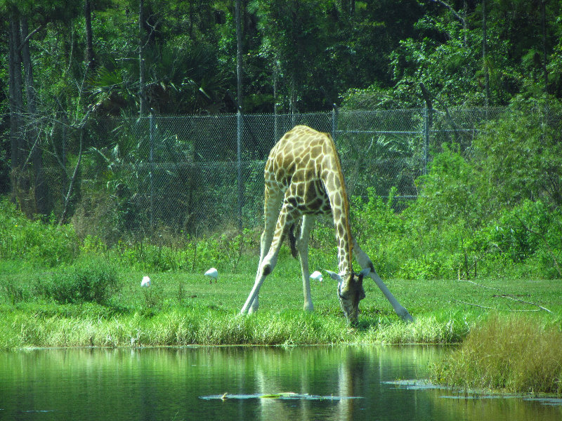 Lion-Country-Safari-Palm-Beach-County-FL-075