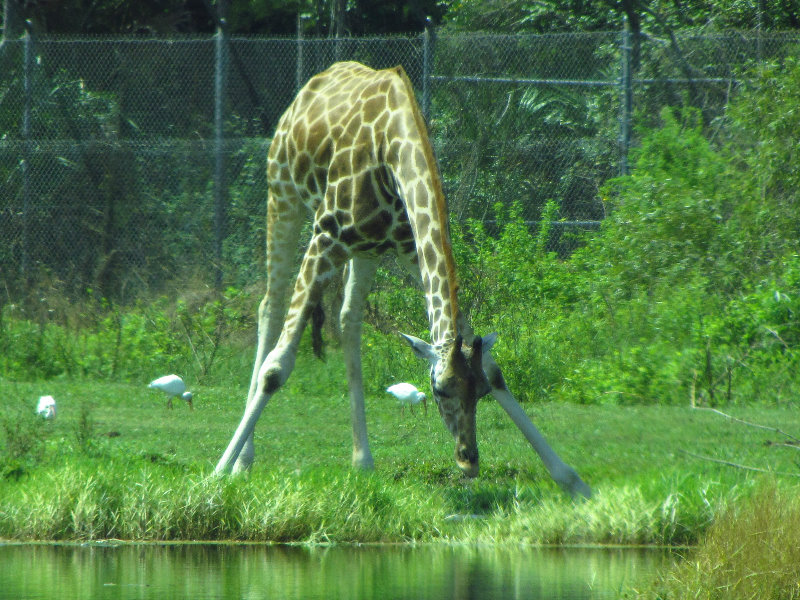 Lion-Country-Safari-Palm-Beach-County-FL-076