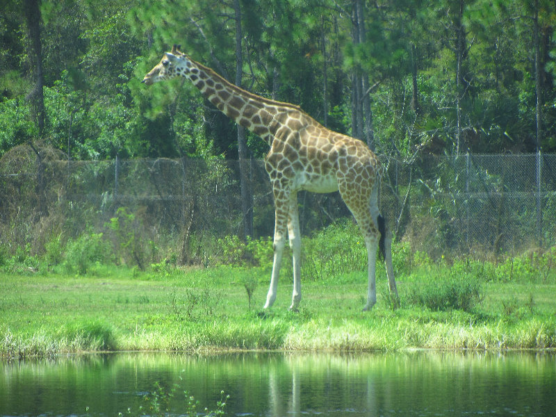 Lion-Country-Safari-Palm-Beach-County-FL-077