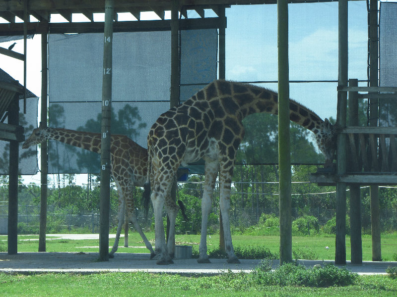 Lion-Country-Safari-Palm-Beach-County-FL-078