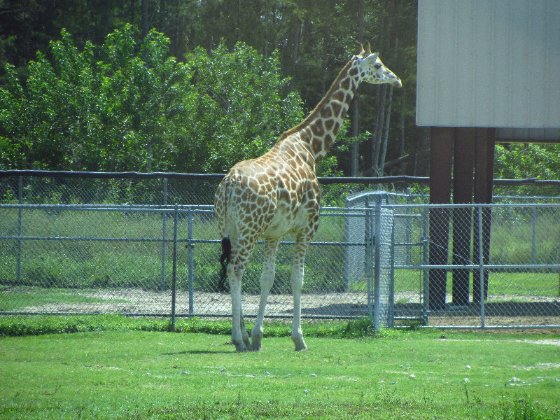 Lion-Country-Safari-Palm-Beach-County-FL-079