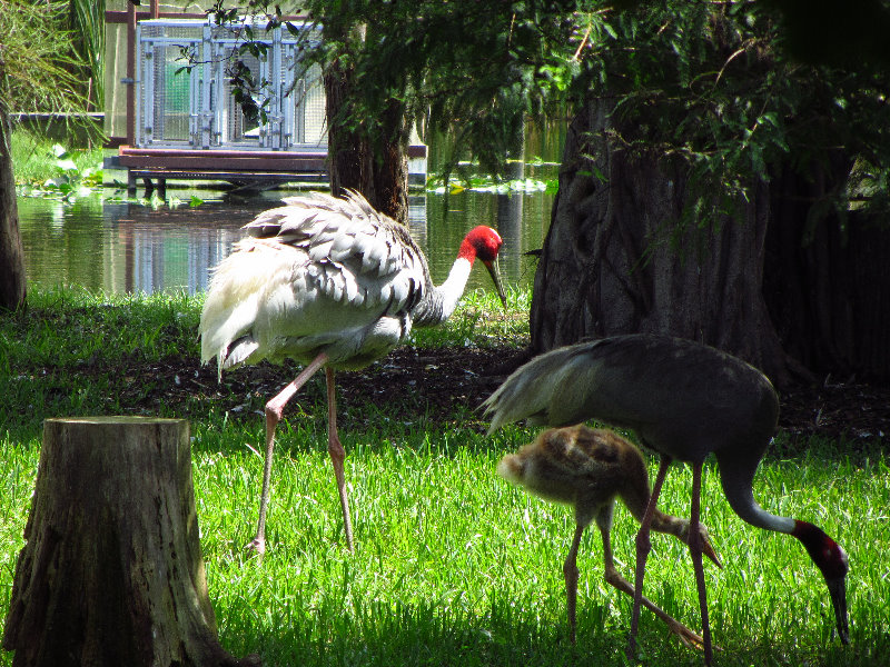 Lion-Country-Safari-Palm-Beach-County-FL-093