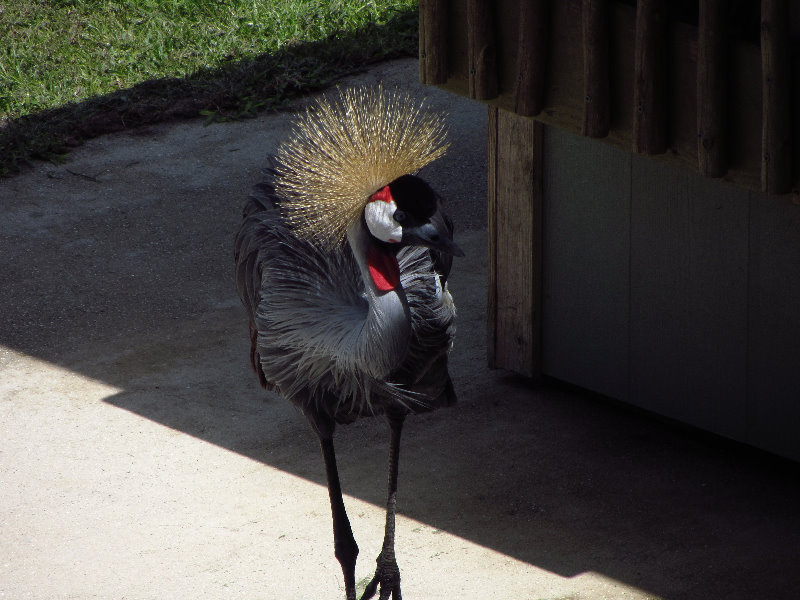 Lion-Country-Safari-Palm-Beach-County-FL-099