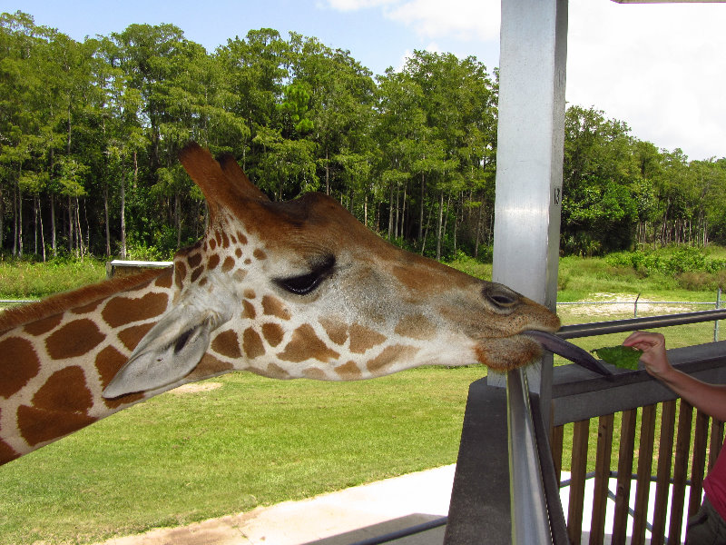 Lion-Country-Safari-Palm-Beach-County-FL-102