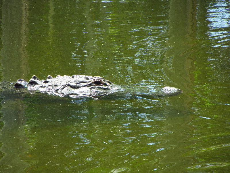 Lion-Country-Safari-Palm-Beach-County-FL-106