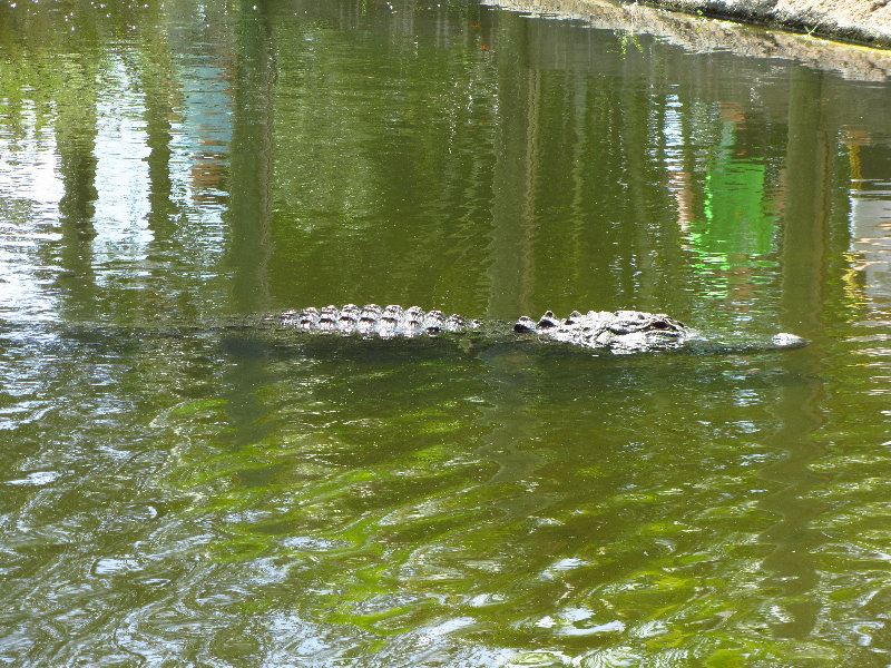 Lion-Country-Safari-Palm-Beach-County-FL-107