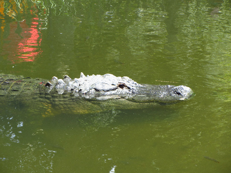 Lion-Country-Safari-Palm-Beach-County-FL-110