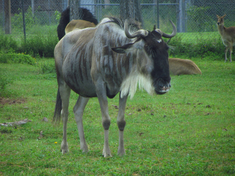 Lion-Country-Safari-Palm-Beach-County-FL-112