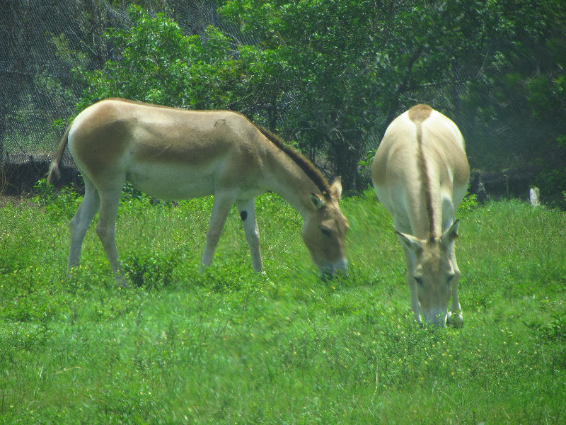 Lion-Country-Safari-Palm-Beach-County-FL-113