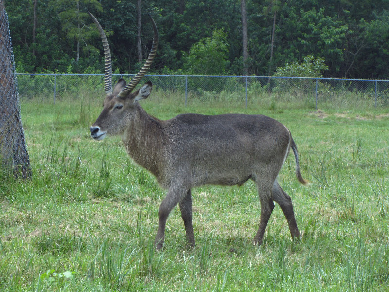 Lion-Country-Safari-Palm-Beach-County-FL-114