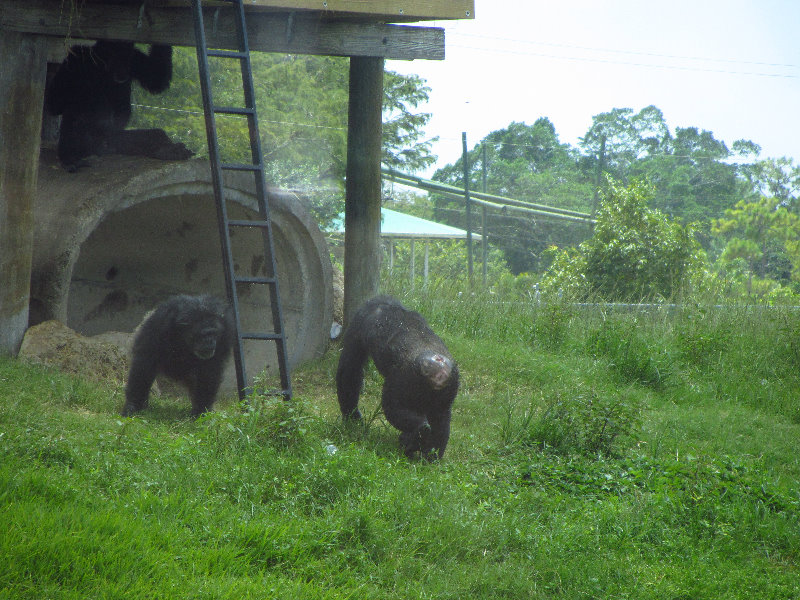 Lion-Country-Safari-Palm-Beach-County-FL-115