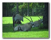 Lion-Country-Safari-Palm-Beach-County-FL-003