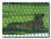 Lion-Country-Safari-Palm-Beach-County-FL-010