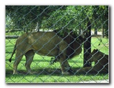 Lion-Country-Safari-Palm-Beach-County-FL-011