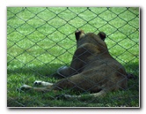 Lion-Country-Safari-Palm-Beach-County-FL-013