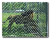 Lion-Country-Safari-Palm-Beach-County-FL-014