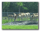 Lion-Country-Safari-Palm-Beach-County-FL-017