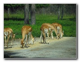 Lion-Country-Safari-Palm-Beach-County-FL-023