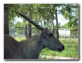 Lion-Country-Safari-Palm-Beach-County-FL-027