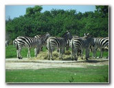 Lion-Country-Safari-Palm-Beach-County-FL-038