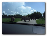 Lion-Country-Safari-Palm-Beach-County-FL-054