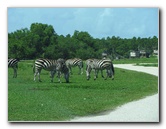 Lion-Country-Safari-Palm-Beach-County-FL-056