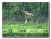 Lion-Country-Safari-Palm-Beach-County-FL-077