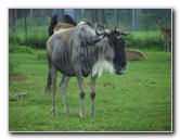 Lion-Country-Safari-Palm-Beach-County-FL-112