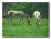 Lion-Country-Safari-Palm-Beach-County-FL-113