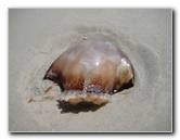 Little-Talbot-Island-State-Park-Jacksonville-FL-021