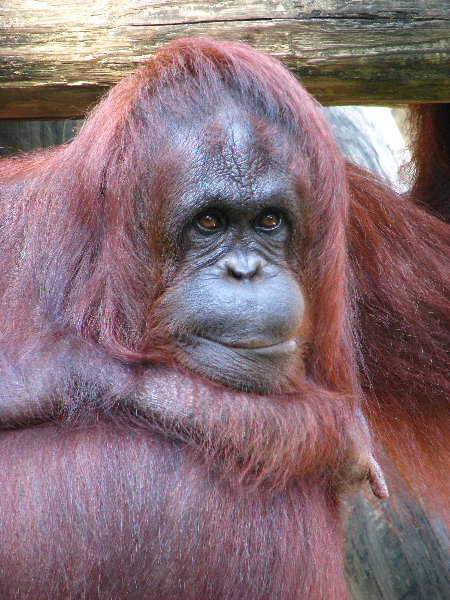 Lowry-Park-Zoo-Tampa-FL-036