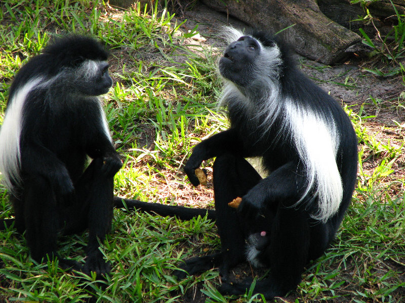 Lowry-Park-Zoo-Tampa-FL-056