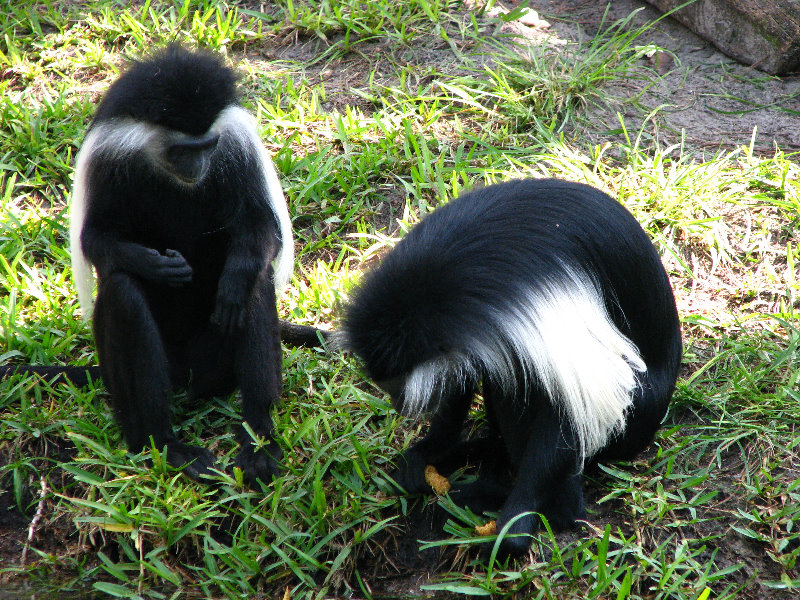 Lowry-Park-Zoo-Tampa-FL-058