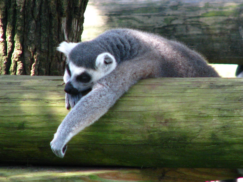 Lowry-Park-Zoo-Tampa-FL-059